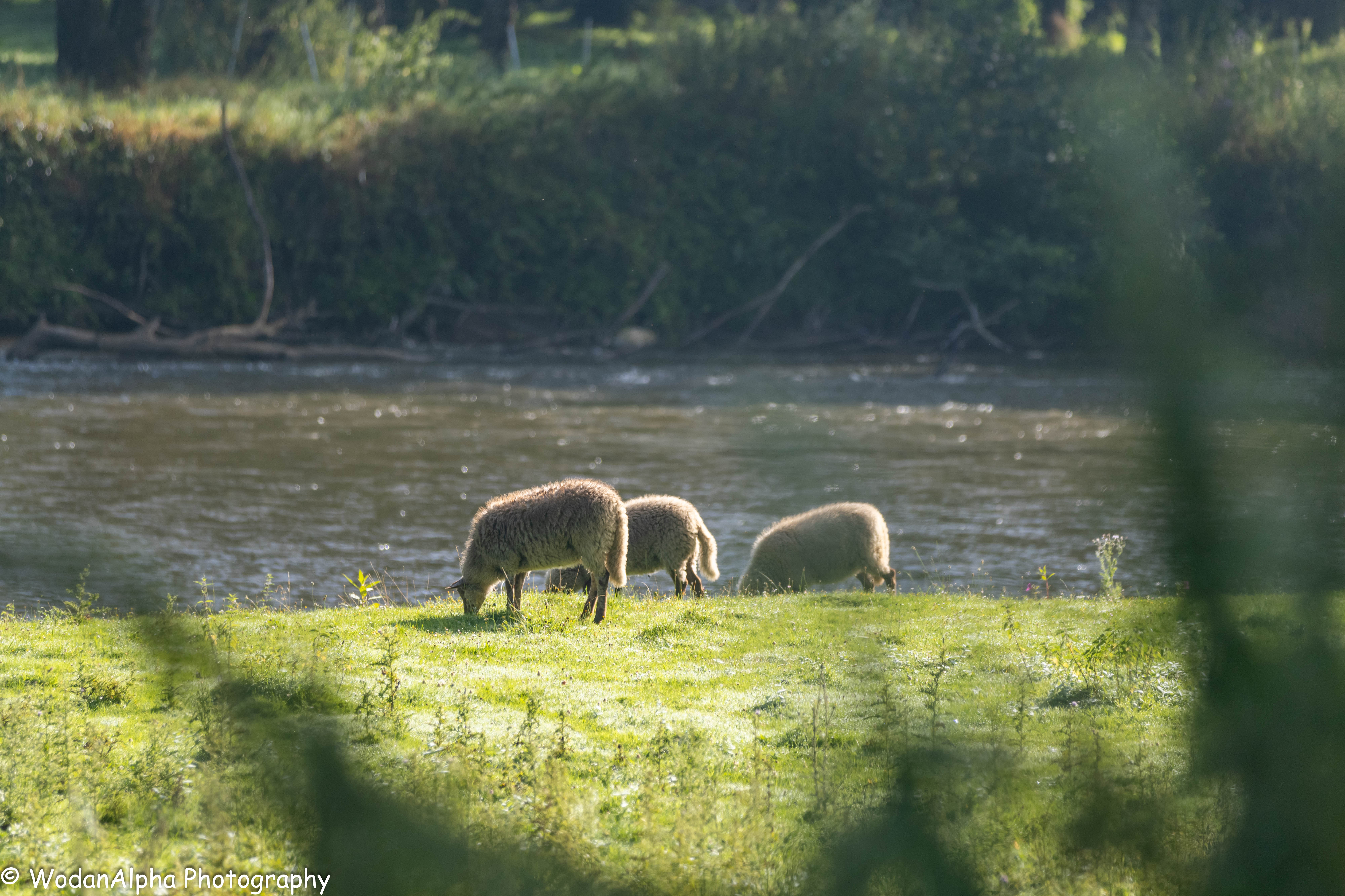 Nederlandse schapen grazend bij water natuurfotografie WodanAlpha Photography Gelderland