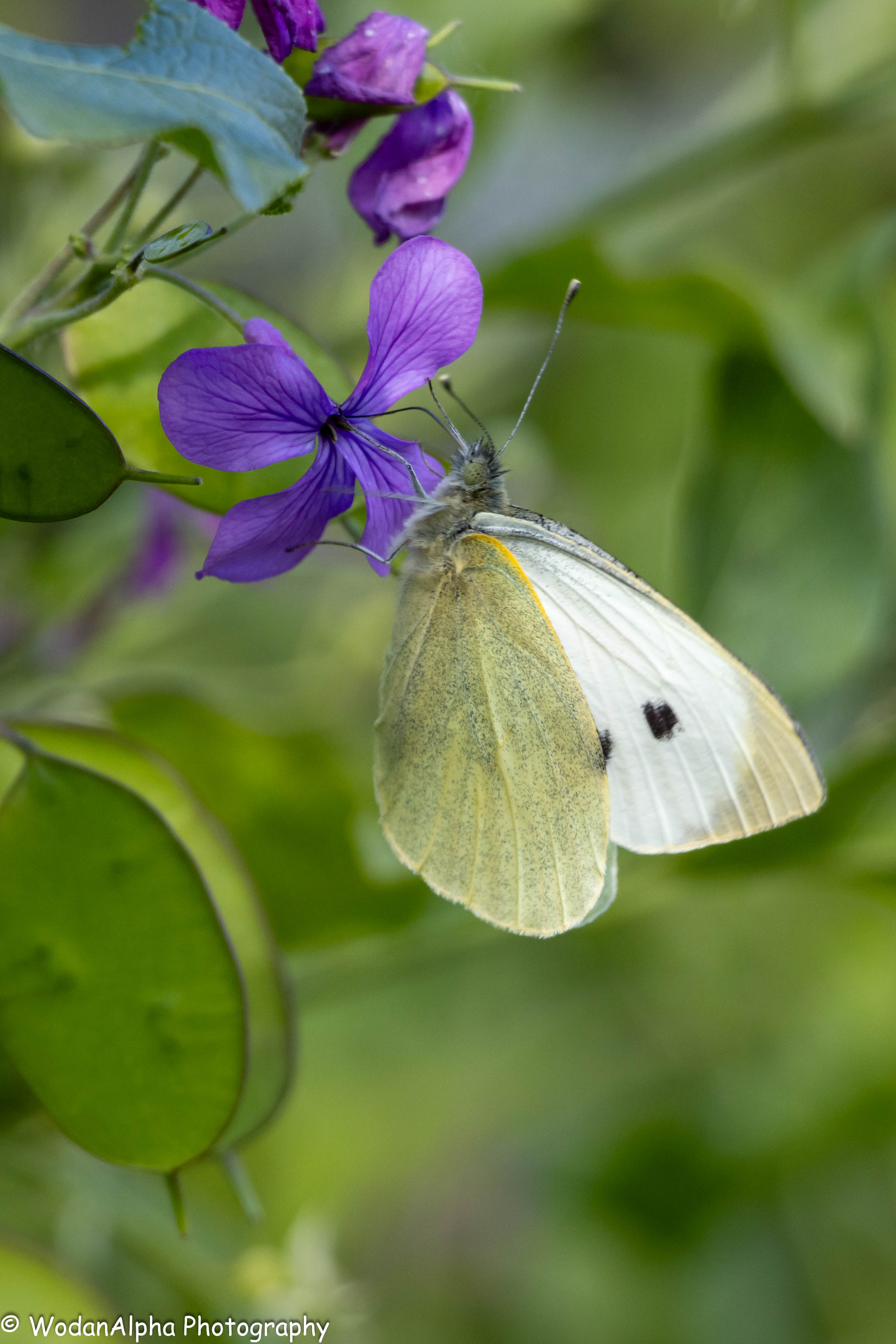 Nederlandse vlinder op paarse bloem macro natuurfotografie WodanAlpha Photography